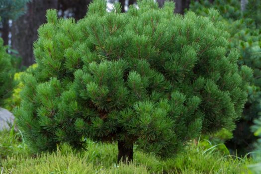 Pinus Mugo Mughus, un conifère européen des montagnes